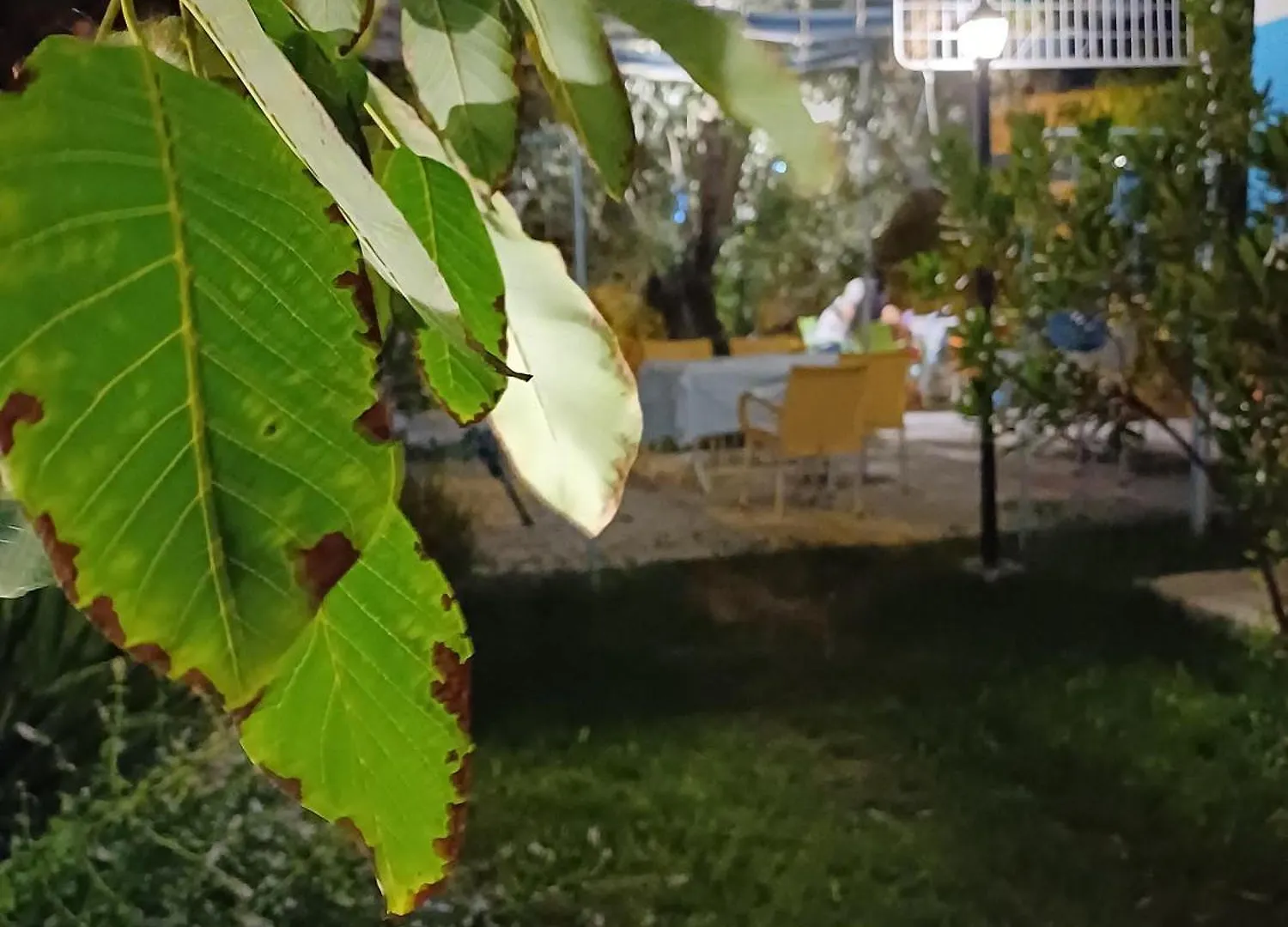 The Cotton House Bed and Breakfast Pamukkale 2*,  Turkiet